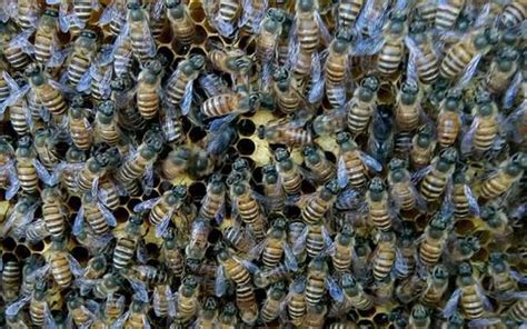蜜蜂築巢怎麼辦 2023招桃花桌布